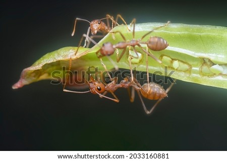 weaver ants on the blade of grass
