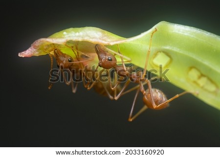 weaver ants on the blade of grass
