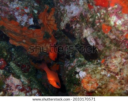 Cardinalfish (Apogon imberbis) in the dark.