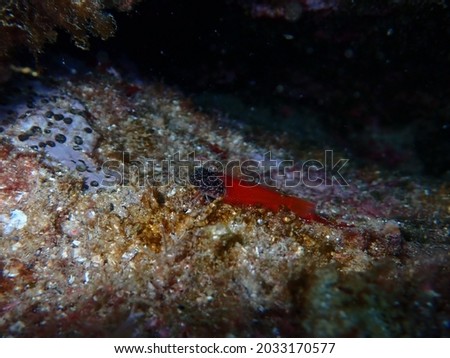 Cardinalfish (Apogon imberbis) in the dark.