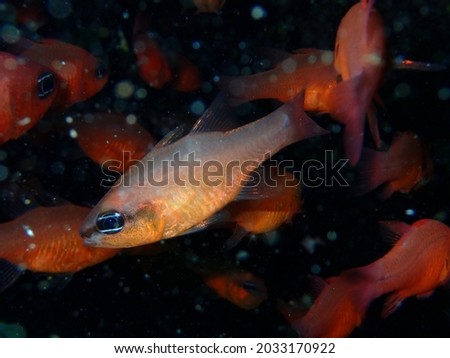 A school of Cardinalfish (Apogon imberbis).