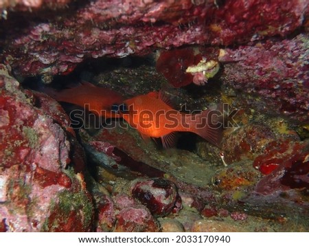A school of Cardinalfish (Apogon imberbis).