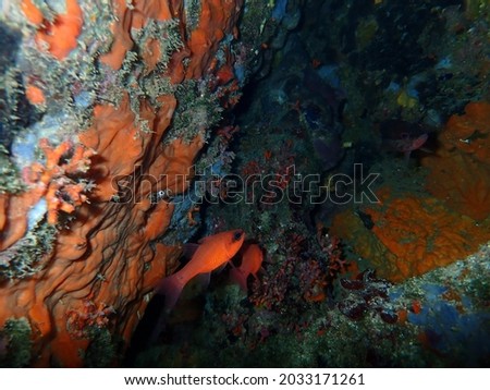 Two tiny red fishes hidden in an undersea cave between colorful corals, treasure and nature concept.