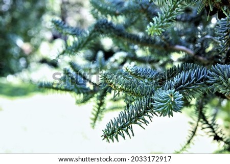Close up pine branches on the tree. stock photo 