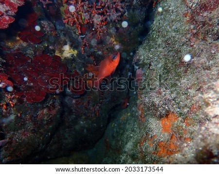 Red fishes hidden in an undersea cave between colorful corals, treasure and nature concept.