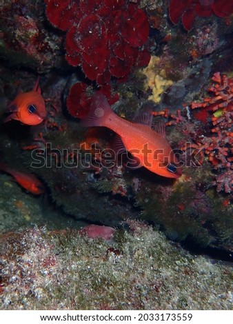 Red fishes hidden in an undersea cave between colorful corals, treasure and nature concept.