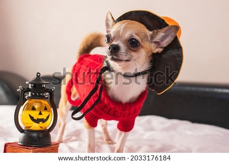 Little dog in clothes and glasses posing for Halloween. Smooth purebred chihuahua in clothes on a yellow background