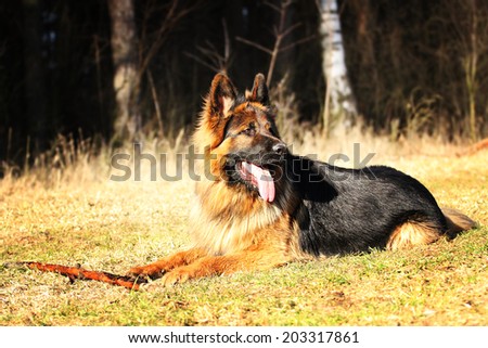 beautiful long haired german shepherd dog outdoors