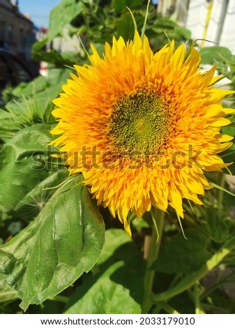 Decorative sunflower. Gardening. Bright flowers. Yellow petals