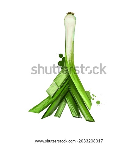 Leek or Allium ampeloprasum isolated on white background. Organic healthy food. Green vegetable. Hand drawn plant closeup. Clip art illustration. Graphic design element. Digital art illustration of