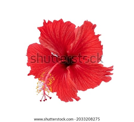 red hibiscus isolated on white background
