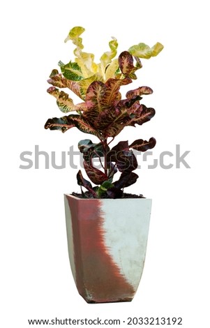 Croton, Variegated Laurel or Garden Croton in cement pot isolated on white background included clipping path.