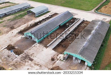 Farm with cows and pigs in the village. Production of milk and Animal husbandry concept. Cow Dairy, top view. Farm animals and Agronomy. The farm for cattle. Cowsheds in the field. Top view.