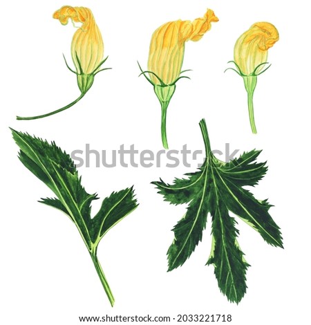 Set of yellow flower and green leaf of zucchini isolated on white background. Watercolor hand drawing illustration. Perfect for print or food design.