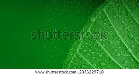 Nature Concept. Closeup of Green Leaf with many Droplet. Freshness by Water Drops. Environmental Care and Sustainable Resources. Natural Green Texture Background