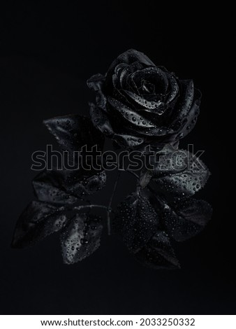 Black rose with drops of water on a black background. Creative romantic love and passion concept. dark and spooky cult aesthetic. Floral Halloween or Santa Muerte idea. Royalty-Free Stock Photo #2033250332