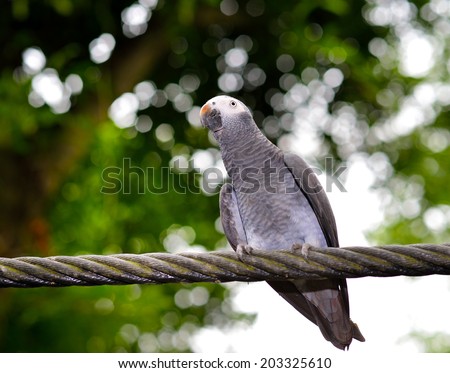 Close up of Timneh Grey Parrot (Psittacus timneh), selective focus. 
