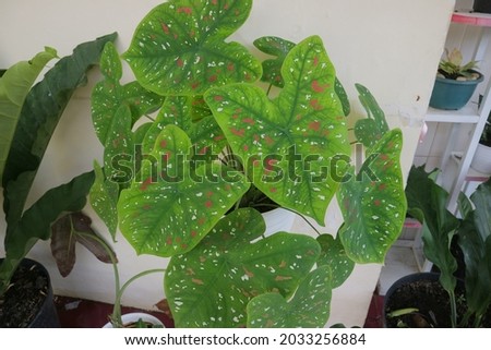 Green pink color of taro plant photo