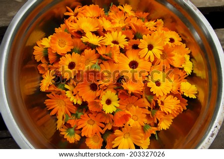 Collected calendula flowers 