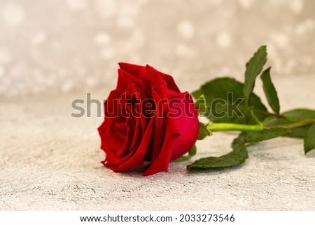 single large beautiful red rose with raindrops on a gray background