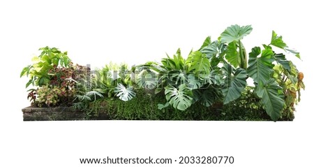 Flower bush shrub tree plant isolated tropical plant with clipping path. Royalty-Free Stock Photo #2033280770