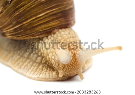 snail macro isolated on a white background