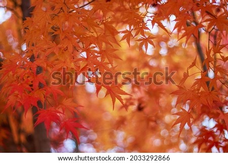 A maple trees with red leaves close-up, autumn background.