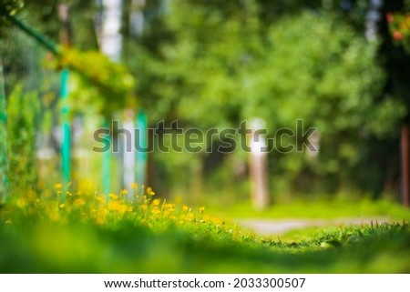 Natural strong blurry background of green meadow close up on the background of the countryside. Fresh grass and flowers in sunny morning. Copy space.
