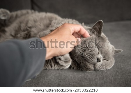 Close up of a man’s hand stroking a sleepy British short hair cat’s round cheek as she lies with her eyes closed  on a grey couch with her eyes closed in a house in Edinburgh, Scotland, UK