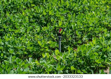 The peanut field watered by spray irrigation is full of green peanut seedlings
