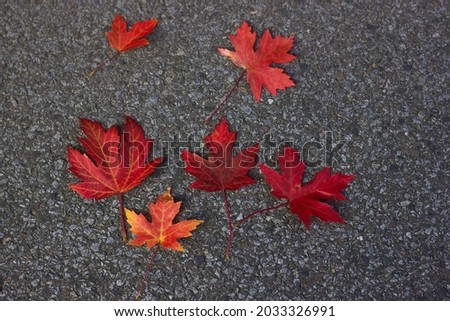Colorful autumn leaves on gray asphalt texture background.
