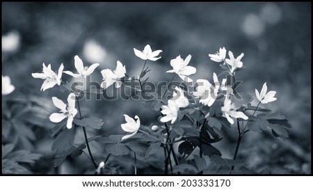 Vintage picture. White flowers anemone in forest 