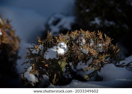 snow covered tree, siberia, russia