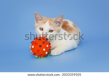 Small red and white kitten is playing with a red ball on a blue background.