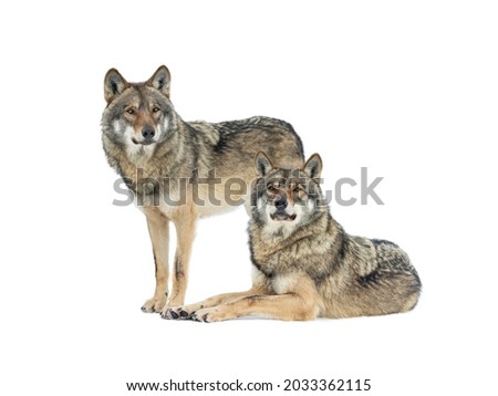 Gray wolfs snow isolated on white background