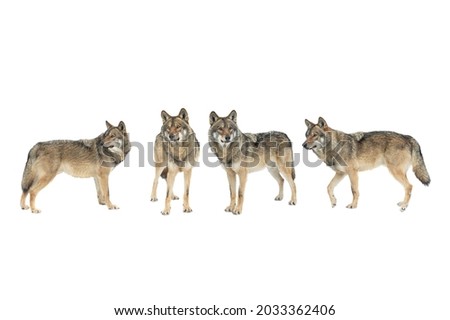 walking wolfs in the snow isolated on white background