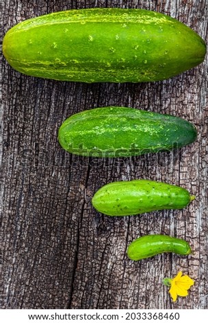 fresh green cucumbers of different sizes on a wooden natural background. High quality photo