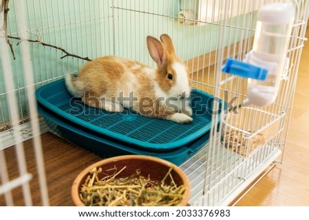 3 months old bunny rabbit laying in his toilet cage Royalty-Free Stock Photo #2033376983