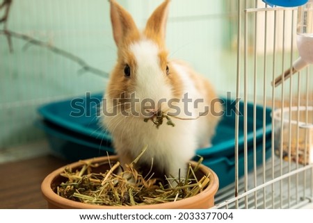 Funny bunny rabbit eating hay food close up Royalty-Free Stock Photo #2033377004