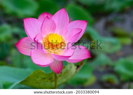 Big Pink lotus flowers and large green leaves blooming in the lotus pond  blurred background