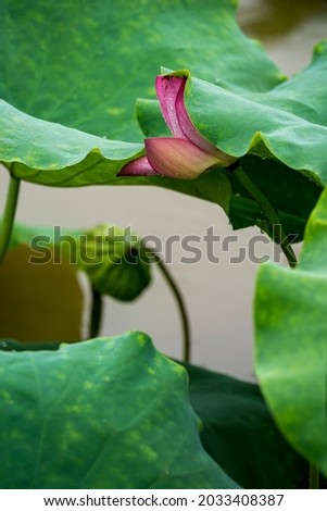 Lotus and lotus in the rain