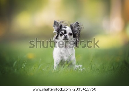 A cute black and white female chihuahua with big shiny eyes and a spotted nose sitting among the green grass against the backdrop of a bright sunset summer landscape