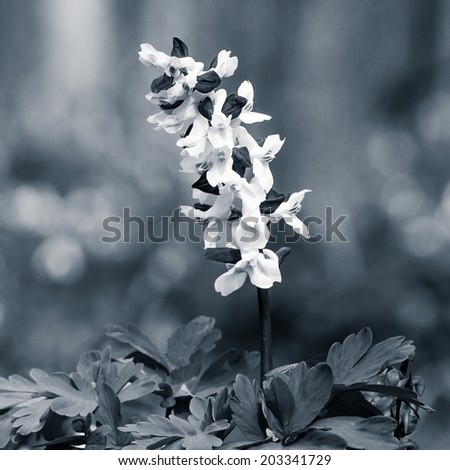 Vintage picture. Corydalis blossom in the spring woods 
