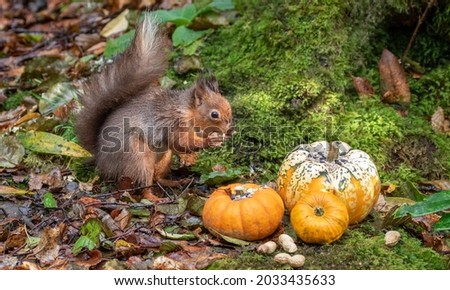 Red squirrel  eating mini pumpkins 