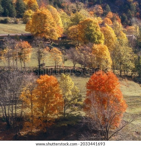 
Autumn trees landscape, fall season in Bergueda, Catalonia