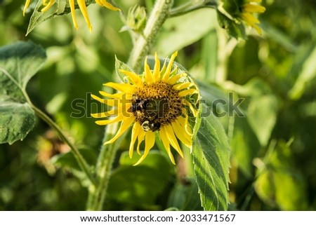 bright sunflower with bee collecting pollen and green grass background 