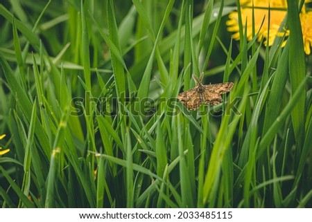 Butterfly on a beautify garden flower