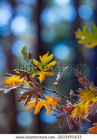 Oak leaves in autumn of Laguna Negra y Circos Glaciares de Urbión natural park of Soria province in Castilla y Leon Autonomous Community ofd Spain, Europe
