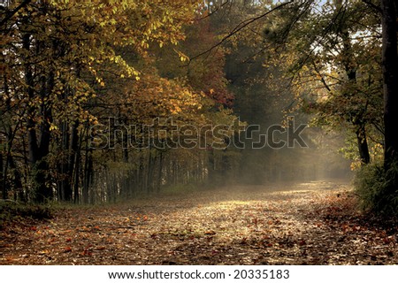 a picture of sunlight falling on a fall trail