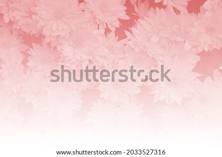 pink chrysanthemums in soft style for background